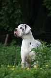 DOGUE ALLEMAND 784